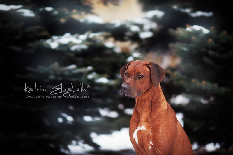 Rhodesian Ridgeback by Katrin-Elizabeth on DeviantArt