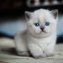 The saddest kitten in the world :)