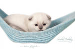Scottish Fold kitten in a hammock