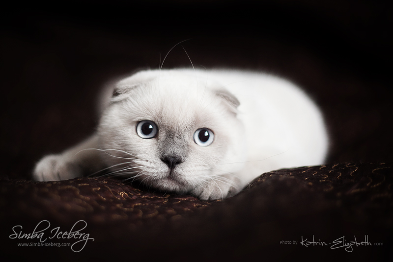 Scottish Fold kitten... or bear? :)