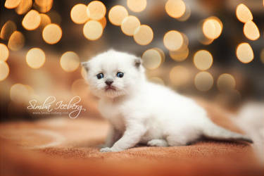 Shining bright like a diamond by Katrin-Elizabeth