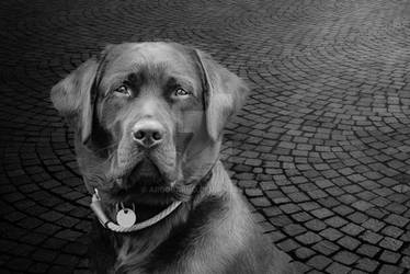 Black Labrador