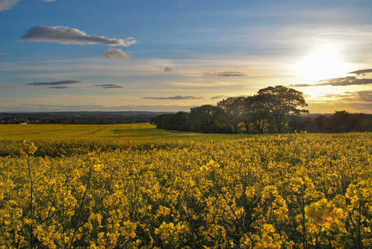 oilseed glow