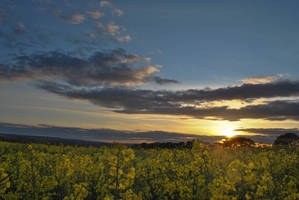 oilseed sunset
