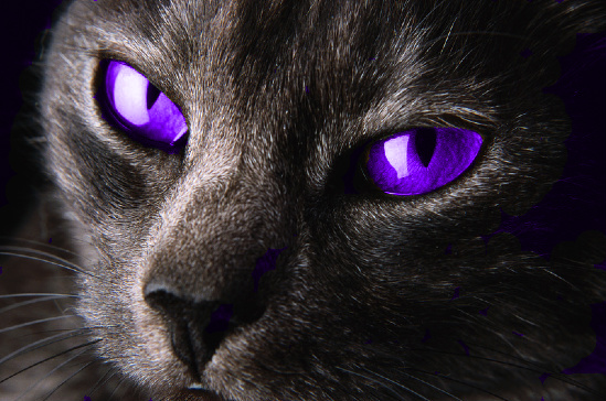 Image: purple_eyed_cat_by_taylehbeastt.jpg.