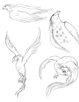 Phoenix Sketches