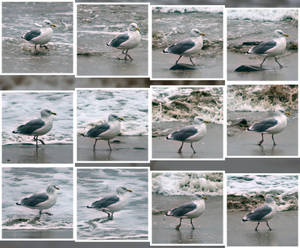 Seagull Strut