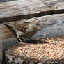 Birdie eating