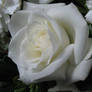 White flowers 4