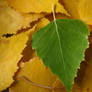 Colored leaves