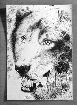 Wolf