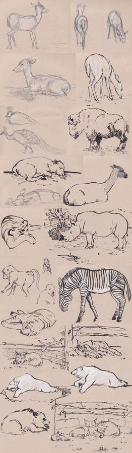 Zoo Sketches