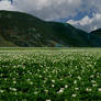 Premade BG 18