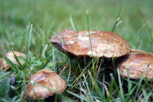 Mushroom 15