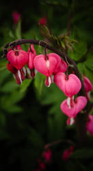 Bleeding Heart's Love