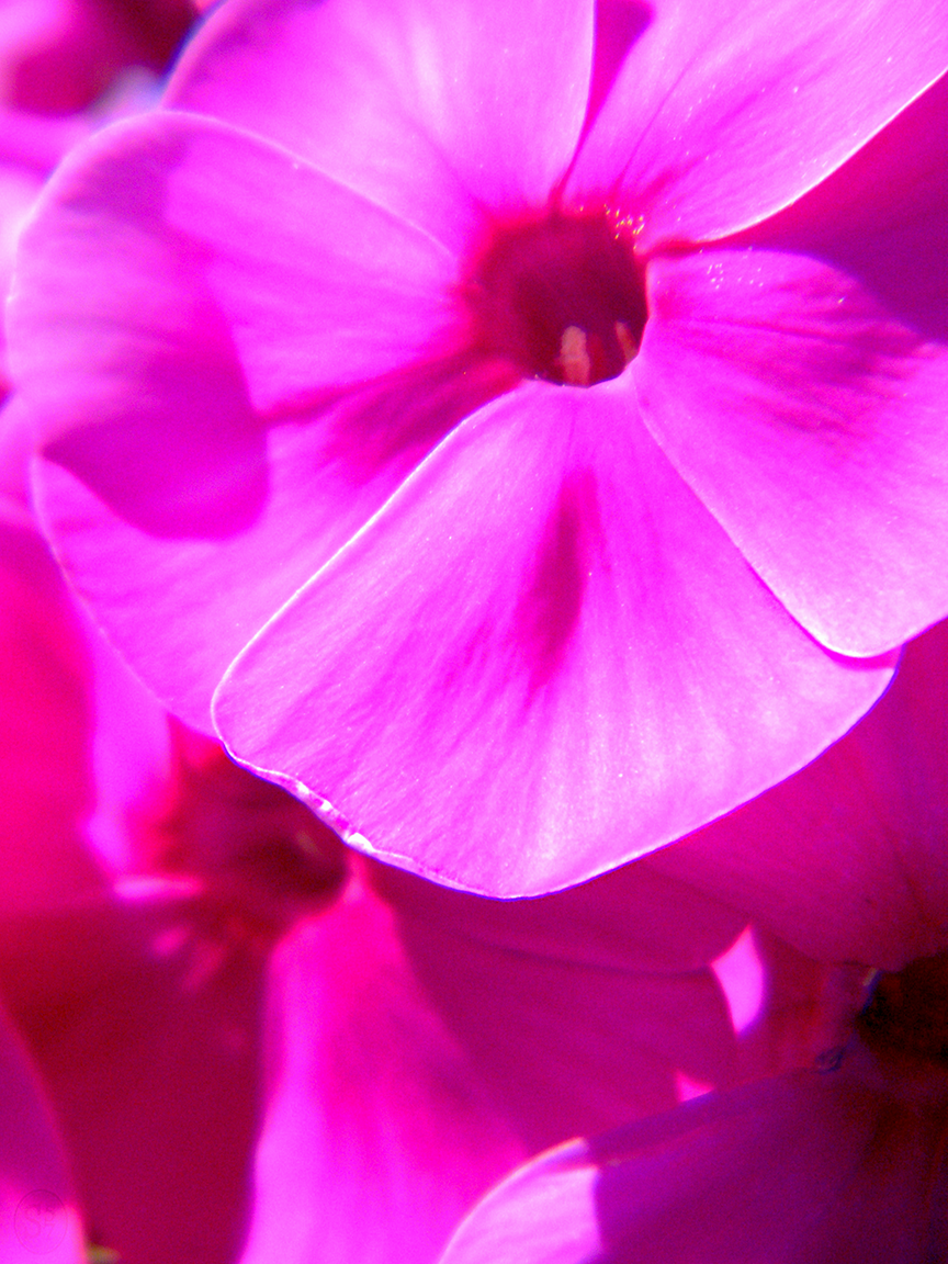 Pink by Scholar57 on DeviantArt