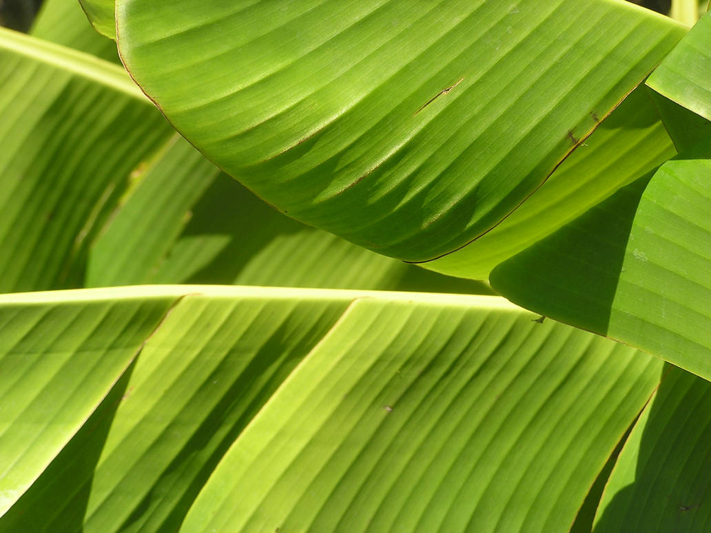 banna leaves by blakkorchids on DeviantArt