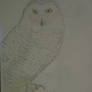 Snow Owl