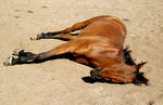 Dead Horse1 by horrorvacui-stock