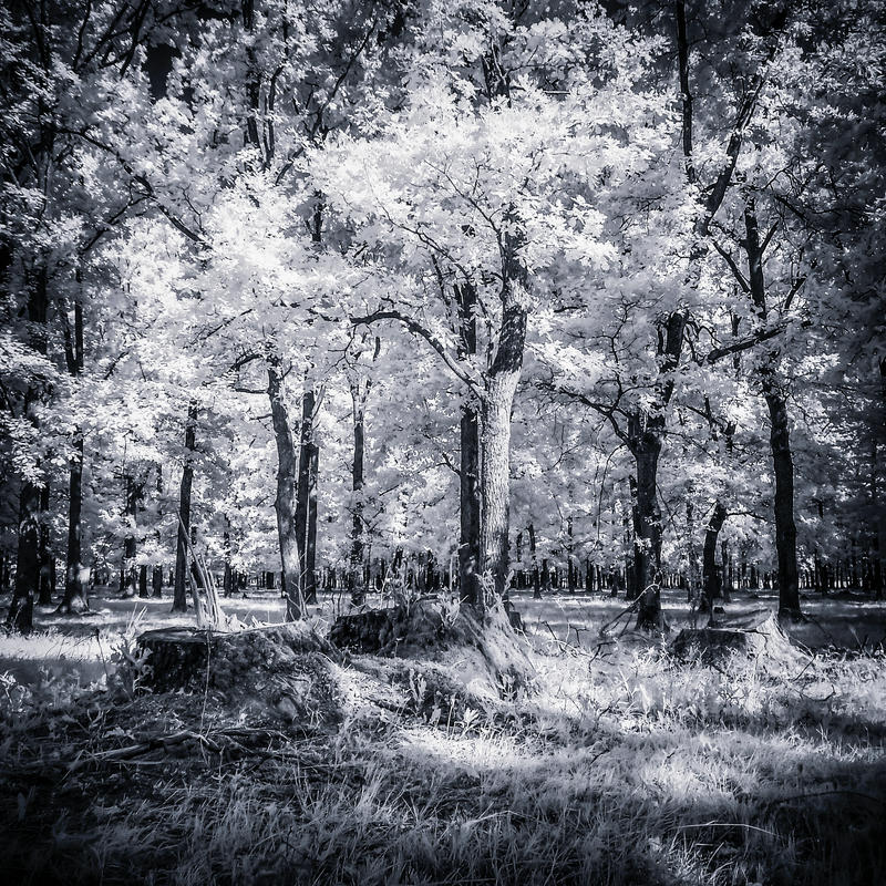 Infrared summer forest by mugurelm Infrared summer forest by mugurelm