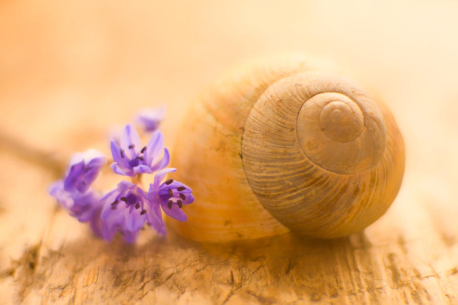 Snail with flowers by mugurelm