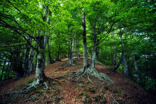 Mountain spring forest