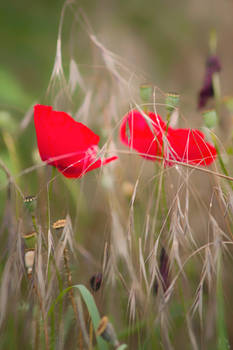 Summer poppies