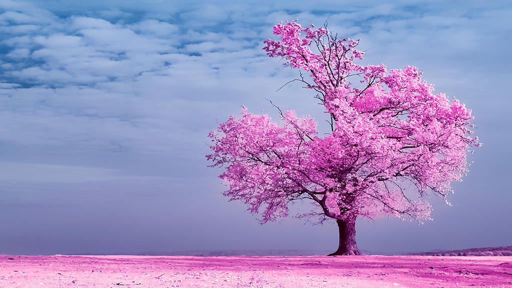 Oak in infrared by mugurelm