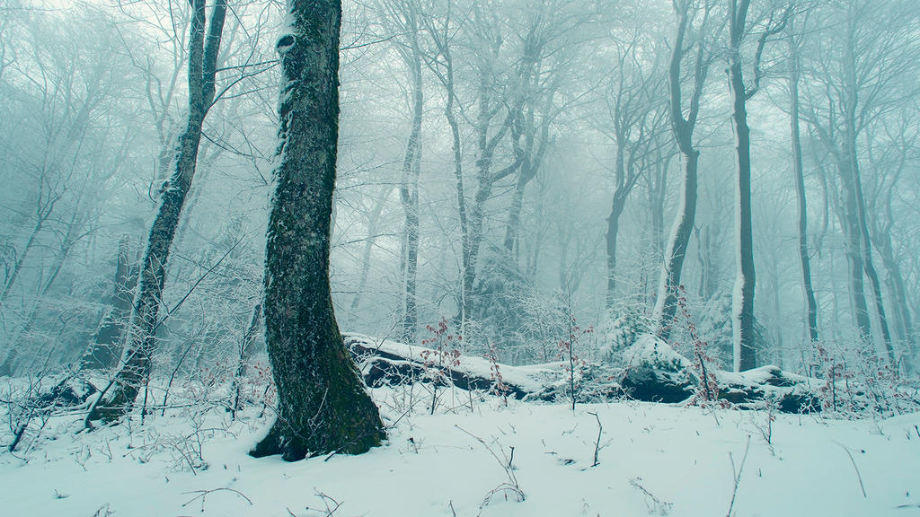 Winter forest 4