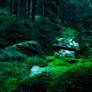 Mountain forest 2