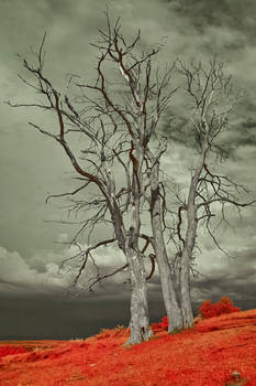 Old tree (infrared)