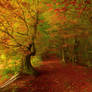 Autumn forest 21