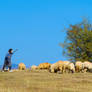 Shepherdess