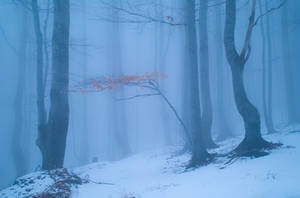 Fog 21