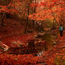 Autumn forest 2