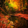 Autum forest