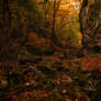 Autumn forest 6