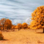 Infrared landscape