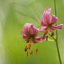 Spring wild flower