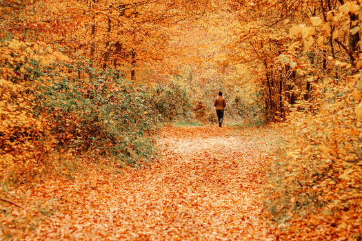 Autumn forest