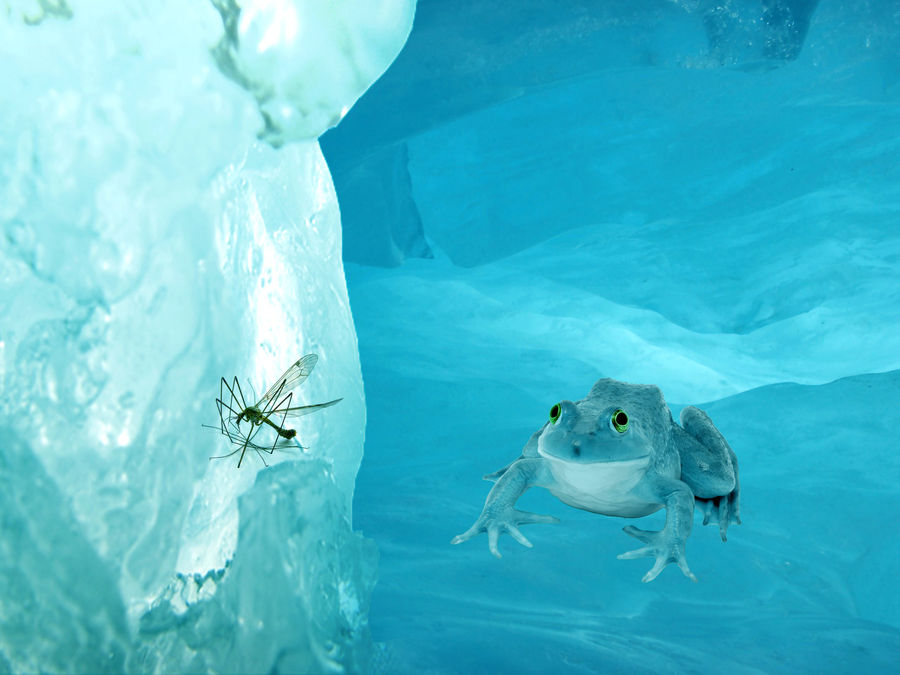 Real Icefrog Ice frog by kavci on DeviantArt
