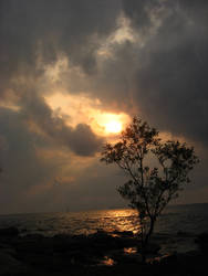 A tree, sea and sun 1