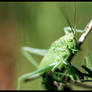 Grasshopper