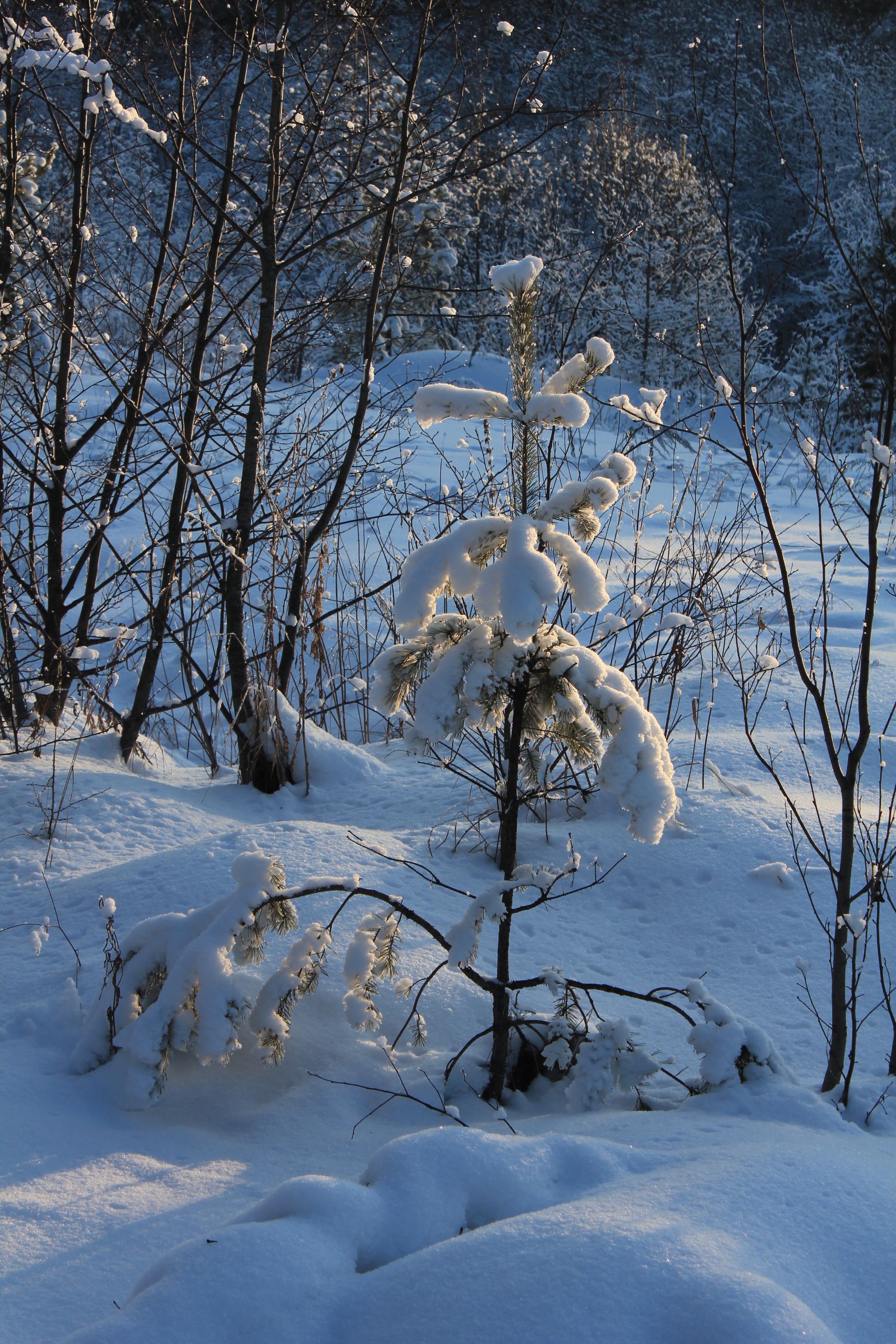 Snow-covered wood