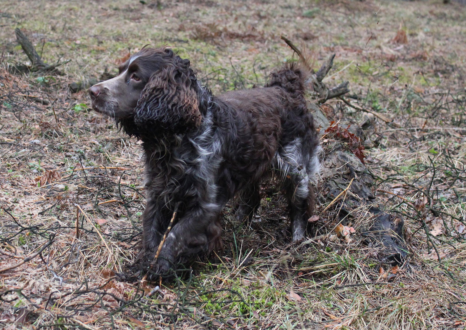 walk with Joey in the spring