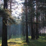 The rays in a pine forest