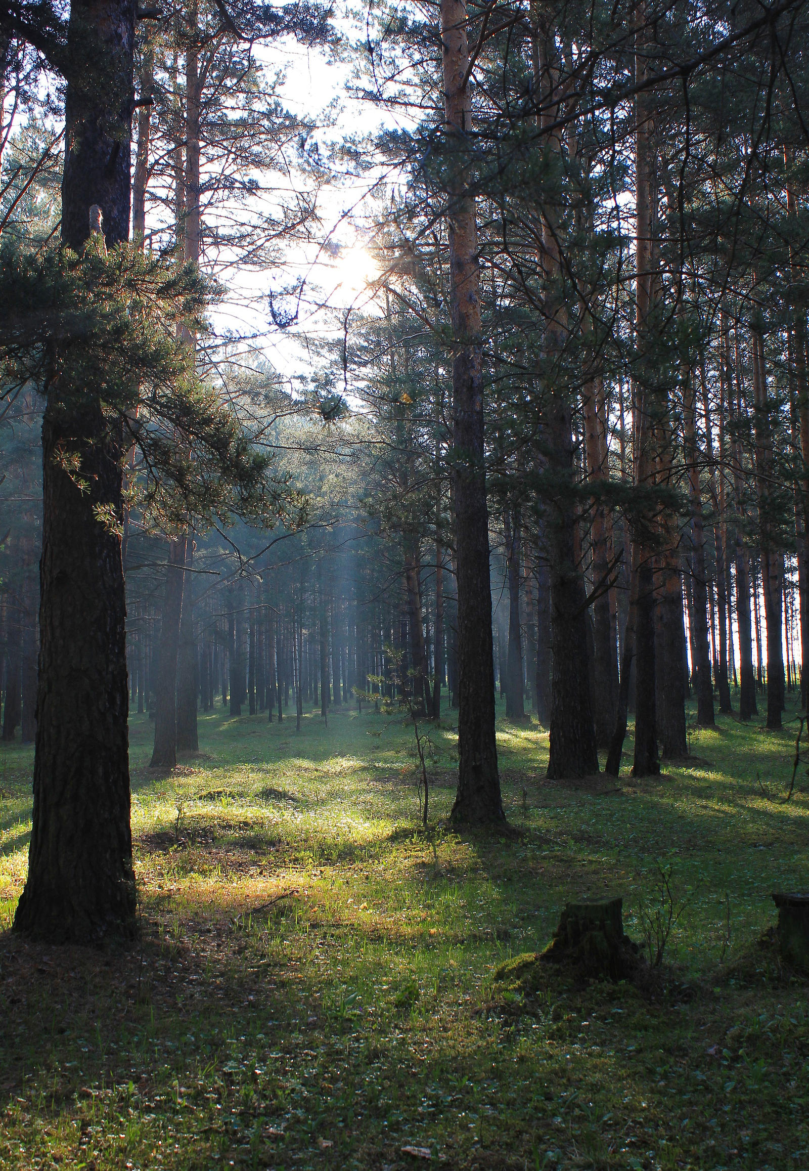 The rays in a pine forest