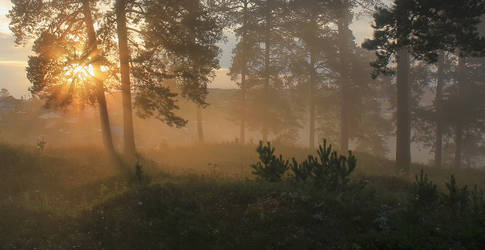 Bathed in the morning light