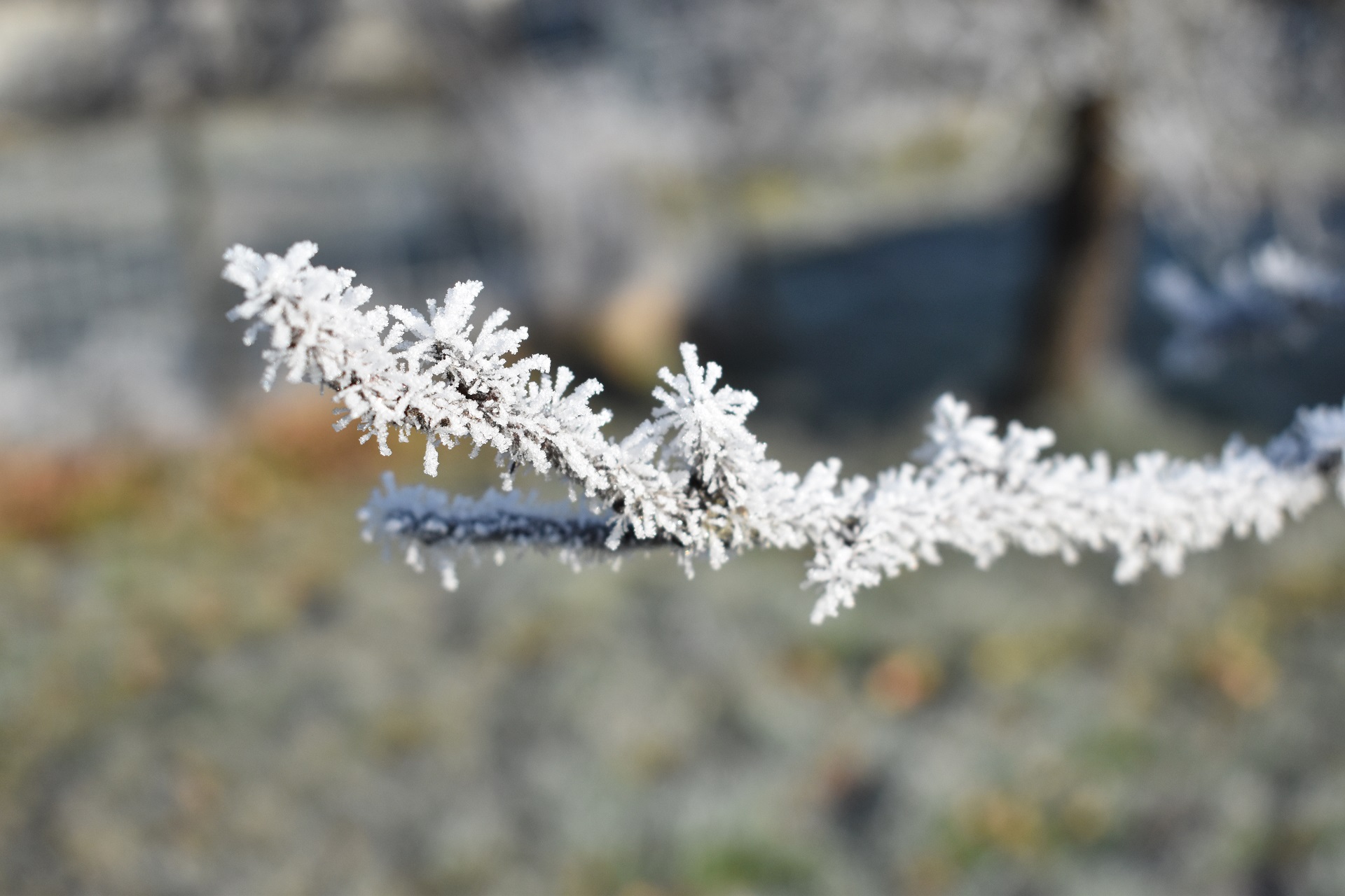 Hoarfrost on january 1th (2)