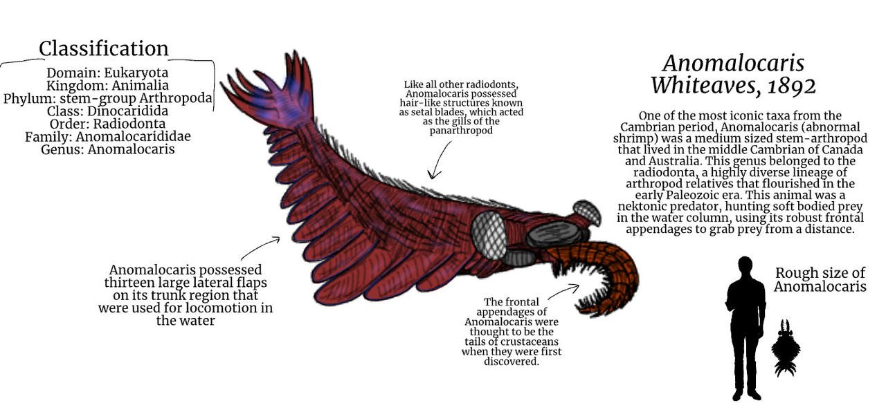 Diagram Of Anomalocaris By Nhuff19 On DeviantArt diagram-of-anomalocaris-by-nhuff19-on-deviantart